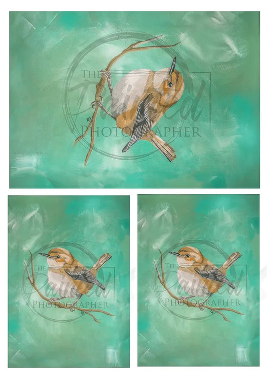 Wren multiple